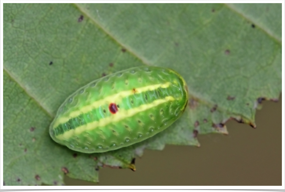 Heterogenea shurtleffi
Red-eyed Button Slug
Greene County, Alabama